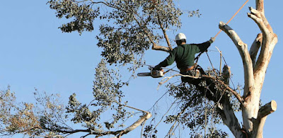 tree trimming Melbourne