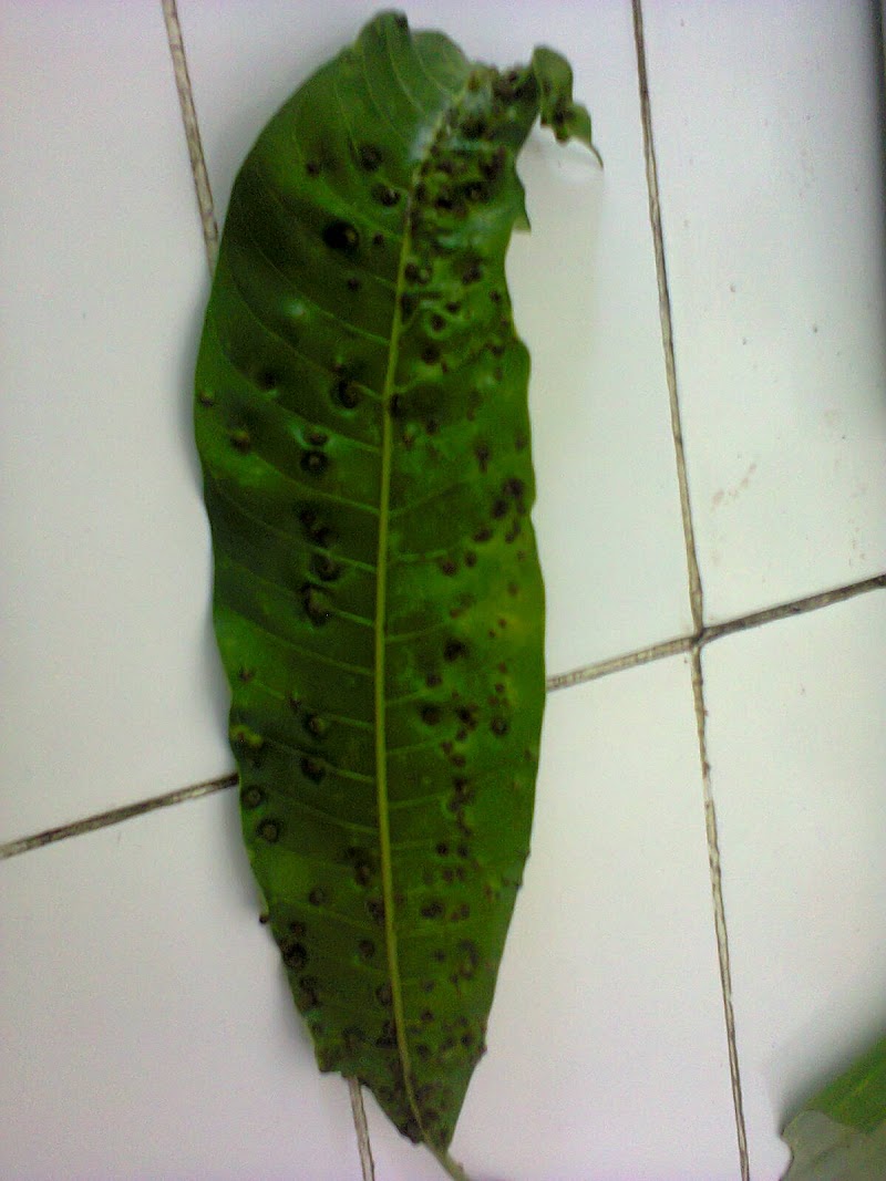 Paling Baru 59+ Gambar Dari Daun Mangga