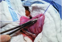 Teknik Operasi Gastrotomy & Rumenotomy pada Hewan (Bedah Digesti)