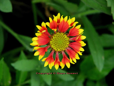 Gaillardia pulchella