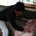 Virus Hog Cholera Serang Ribuan Babi di Sumut, Humbahas 209 Ekor Dan Masih Aman 'Dibondut'