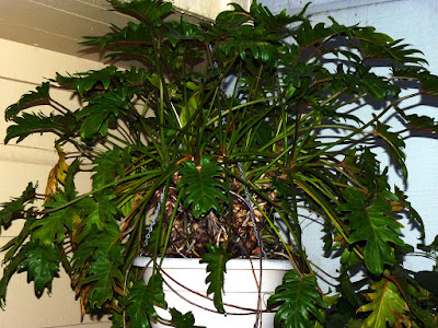Philodendron xanadu plant - Thaumatophyllum xanadu care