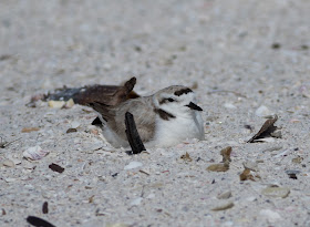 Snowy Plover - Carlos Pointe, Florida