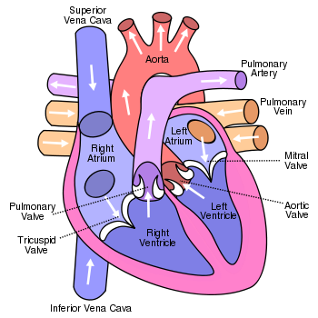 human circulatory system heart. human circulatory system