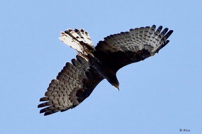 Oriental Honey-buzzard