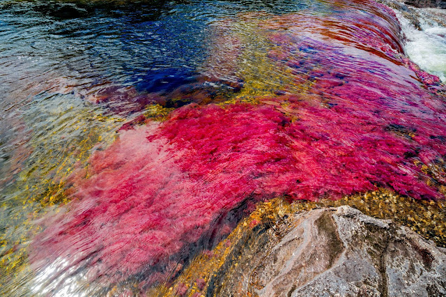 Cano Cristales Tour