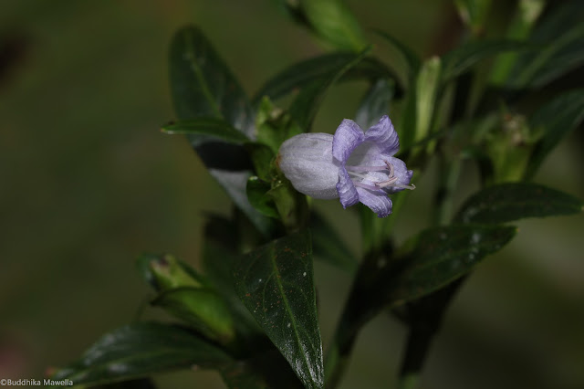 Strobilanthes adenophora