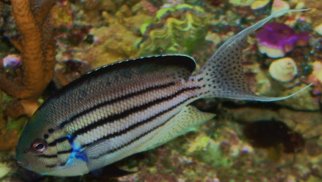 Lamarck’s Angelfish