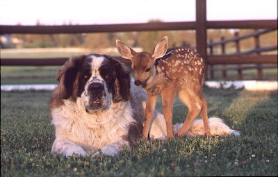 Unusual animal friendship pictures Seen On www.coolpicturegallery.net