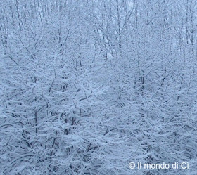 La foresta incantata sotto casa, dettaglio