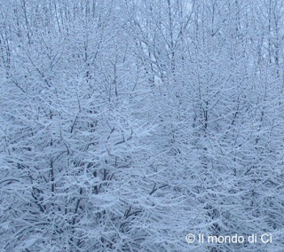 La foresta incantata sotto casa, dettaglio