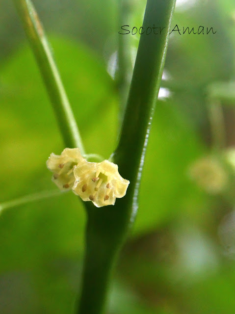 Tubocapsicum anomalum