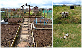 our plot and theirs - growourown.blogspot.com ~ an allotment blog