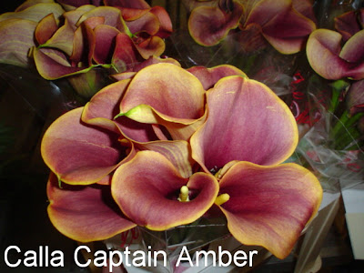 Calla Captain Amber pictures