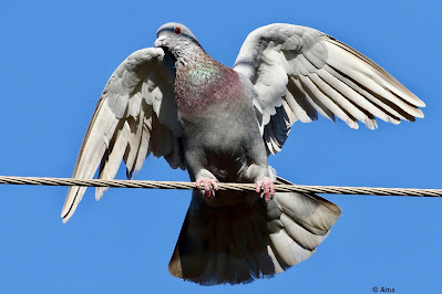 Rock Pigeon - Local resident