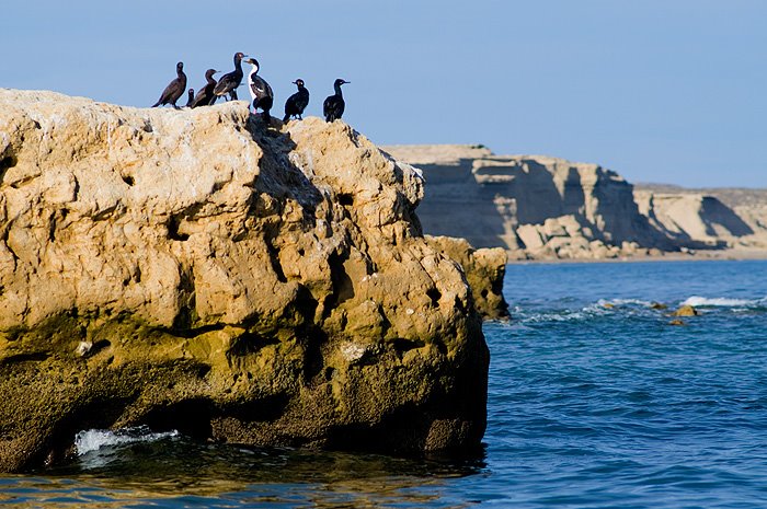 cormoranes en la geografia de Península Valdés