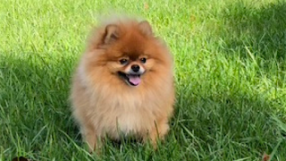 photo Teddy Pomeranian