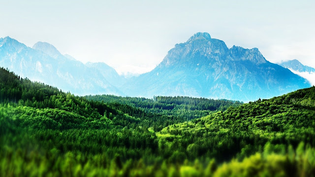 Tilt Shift Forest Landscape HD Wallpaper