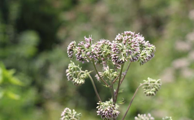 Joe-Pye Weed Flowers