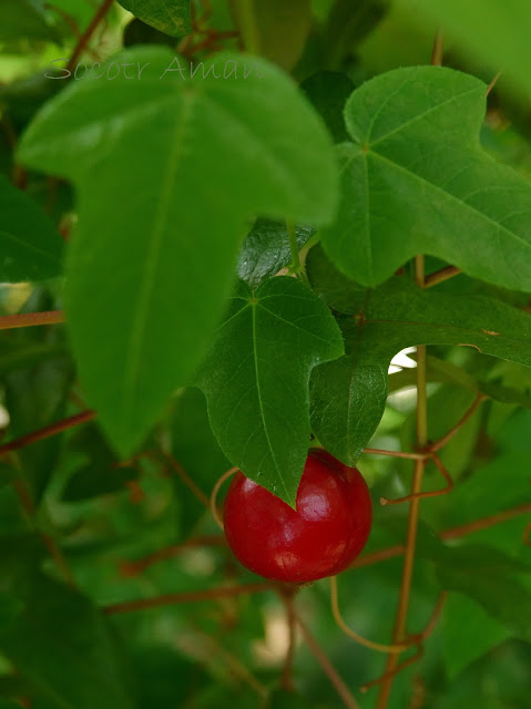 Passiflora foetida