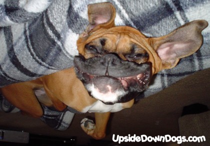 funny boxer dog pictures