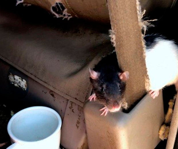 Mulher que vivia com 320 ratos em van é denunciada por vizinhos