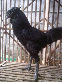 Ayam Cemani Mahkota