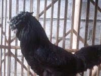 Jual Ayam Cemani Kirim Pemalang