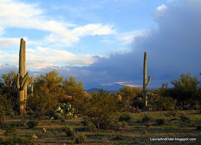 Evening in the desert