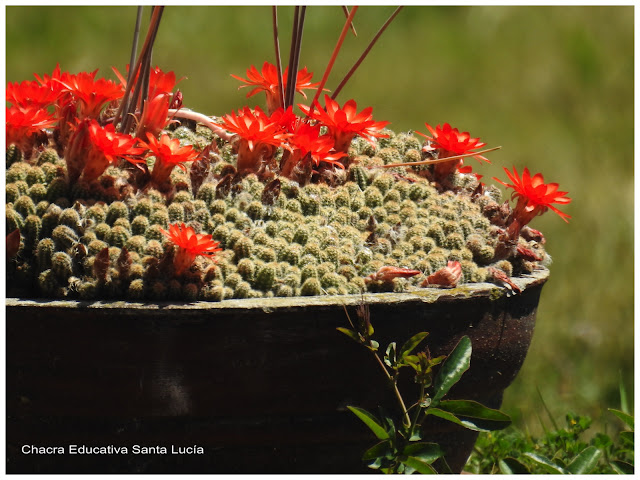 Cactus en flor-Chacra Educativa Santa Lucía