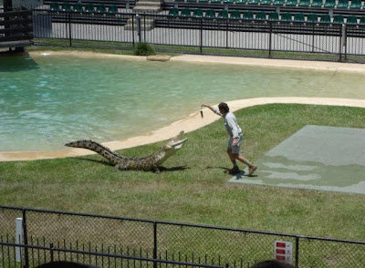 How to Feed Crocodile - Crocodile Feeding