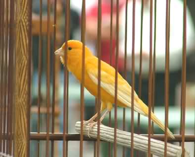 Video Burung Kenari