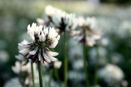 blomster13[1]
