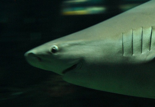 shark smiling deform tool shark smiling deform tool