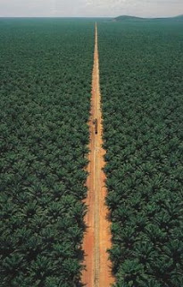 deforestation is responsible for about 11% of global greenhouse gas emissions