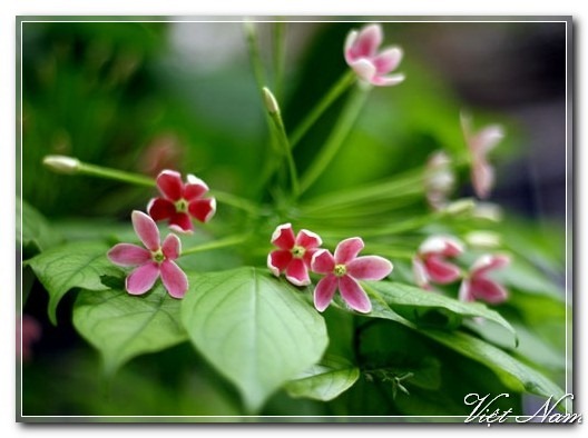 Cảnh Đẹp Việt Nam