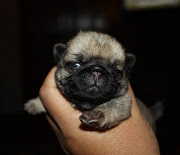 New Pug puppy has a name! I have finally decided on a name for Tiggy's wee .