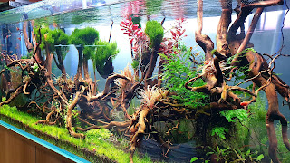 Best Aquarium 4K HD Wallpaper