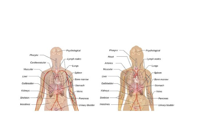 10 Pertanyaan Seputar Ginjal Beserta Jawabanya     Makanan apa saja yang dapat menyehatkan ginjal?  1. Kembang Kol    Sayuran dari jenis kubis-kubisan ini ternyata mengandung banyak vitamin C dan juga merupakan sumber serat dan asam folat yang tinggi. Selain itu, kembang kol juga kaya akan indoles, tiosianat, glukosinolat, senyawa-senyawa ini berperan penting dalam membantu organ hati melawan zat racun yang dapat membahayakan DNA dan membran sel.  Anda bisa menyajikan kembang kol ini sebagai tambahan pada salad, sup, atau sayuran rebus dan menjadikannya menu makanan keseharian. Menumbuknya menjadi pasta juga bisa dijadikan pengganti kentang tumbuk pada menu diet Anda. Selain itu, tingkat lemak yang tinggi pada tubuh juga akan memengaruhi fungsi ginjal. Jadi, mengonsumsi kembang kol ini sebaiknya dalam kondisi segar atau hanya direbus saja.    2. Bawang Bombai    Bumbu masakan yang sangat umum digunakan di masyarakat ini ternyata bisa dijadikan makanan untuk meningkatkan fungsi ginjal. Aromanya yang khas merupakan penanda kandungan sulfur di dalamnya. Selain itu bawang bombai juga merupakan sumber kromium yang diketahui sangat baik dalam membantu metabolisme lemak, protein, dan karbohidrat.  Bawang satu ini pun kaya akan kandungan flavonoid, terutama quecetin yang merupakan antioksidan kuat yang terbukti dapat mengurangi risiko penyakit jantung dan dapat melindungi tubuh dari efek negatif kanker.  Untuk mendapatkan manfaat bawang bombai ini pada ginjal, Anda dapat menambahkannya seperti biasa pada makanan sebagai bumbu penambah aroma serta sebagai isian salad atau burger.    3. Paprika Merah    Bahan makanan berwarna merah terang ini ternyata juga sangat baik untuk ginjal. Rasanya yang lezat dan rendah potasium membuatnya efektif untuk diet ginjal Anda. Namun tidak hanya itu, paprika merah juga merupakan sumber vitamin A, C, B6, serat dan asam folat. Kandungan antioksidan jenis lycopene nya yang tinggi juga dapat melindungi ginjal Anda dari kanker.    Oleh karena khasiat paprika merah inilah, jangan lupa untuk menambahkannya dalam menu makanan harian untuk meningkatkan fungsi ginjal Anda. Rasakan manfaat buah merah ini dengan langsung memakannya mentah-mentah, atau mencampurkannya dalam salad, sup ayam atau tumis tuna. Anda juga bisa memanggangnya bersama dading merah atau menjadikannya topping sandwich.    4. Kubis    Kubis merupakan sayuran kaya akan kandungan fitokimia yang sangat baik untuk membantu mencegah radikal bebas sebelum menyerang tubuh, terutama sistem kekebalan. Beberapa jenis fitokimia terbukti dapat melindungi tubuh dan menangkal risiko kanker serta meningkatkan kesehatan kardiovaskular.  Sulforaphane merupakan fitokimia yang banyak terdapat pada kubis. Zat ini dipercaya dapat mencegah dan menghentikan pertumbuhan alami kanker pada kolon, prostat, kandung kemih, payudara, ovarium dan paru-paru.  Selain itu, kubis juga kaya akan vitamik C, K, dan serat, serta juga merupakan sumber asam folat dan vitamin B6 yang baik.  Segudang khasiat kubis tadi pastinya bisa meyakinkan Anda untuk menjadikan sayuran satu ini sebagai makanan untuk meningkatkan fungsi ginjal. Selain itu, perlu diketahui juga bahwa fungsi ginjal yang baik sangat tergantung pada fungsi pencernaan yang sehat. kandungan serat pada kubis tadi juga bisa diandalkan untuk memperlancar fungsi pencernaan.    5. Bawang Putih    Bumbu dapur satu ini sudah lama dikenal sebagai obat anti peradangan, mencegah terbentuknya plak pada gigi dan membantu menurunkan kadar kolesterol dalam darah. Selain itu, bawang putih juga termasuk bahan makanan terbaik untuk meningkatkan fungsi ginjal. Untuk itu, jangan lupa untuk menambahkan bawang putih pada menu harian Anda.  Belilah bawang putih dalam bentuk segar atau dalam bentuk bubuk kemudian tambahkan dalam sup sayuran, pasta atau hidangan daging. Selain menambah kelezatan makanan, bubuk bawang juga sangat baik untuk menu diet Anda.    6. Bluberry    Buah satu ini mungkin tidak mudah ditemukan di indonesia. Namun, banyak makanan olahan menggunakan perasa buah bluberry ini sehingga sudah sangat familiar di lidah. Buah berwarna biru ini ternyata juga merupakan salah satu makan untuk meningkatkan fungsi ginjal. Kandungan antioksidan antosianin pada buah ini merupakan senyawa alami untuk mengatasi peradangan.  Selain itu, kandungan vitamin C, mangan dan seratnya dapat membantu tubuh melindungi otak dan tulang dari efek negatif proses penuaan. Antioksidan dalam bluberry terbukti membantu memperlambat kerusakan tulang dan memelihara fungsi ginjal. Itulah mengapa bluberry juga dijadikan salah satu makanan untuk meningkatkan fungsi ginjal.  Anda bisa mengonsumsi buah ini setiap hari untuk mendapatkan efek baiknya dalam mencegah penuaan dini serta menjaga kesehatan secara keseluruhan.    7. Minyak Zaitun    Minyak zaitun sudah dipercaya sejak lama sebagai bahan makanan yang sangat baik untuk kesehatan tubuh. Kandungan asam oleatnya yang tinggi dapat menjadi agen anti-inflamasi. Selain itu, lemak tak jenuh pada minyak zaitun dapat melindungi tubuh dari oksidasi dan degenerasi pada ginjal. Hal itu juga dikarenakan minyak ini kaya akan senyawa polifenol dan antioksidan membantu mencegah oksidasi dan pembengkakan.    Banyak penelitian menunjukkan bahwa orang yang rutin mengonsumsi minyak zaitun murni memiliki risiko kanker, penyakit jantung dan penyakit ginjal lebih rendah dibanding yang tidak mengonsumsinya. Untuk itu, mulai sekarang beralihlah menggunakan minyak zaitun sebagai pengganti minyak lain yang tidak ramah dengan ginjal Anda.  Lihat selengkapnya disini: Manfaat Minyak Zaitun untuk Kesehatan    8. Apel    Buah meja satu ini sudah lama dikenal dapat mencegah sembelit, mengurangi kadar kolesterol, melindungi tubuh dari risiko penyakit jantung dan kanker. Apel yang kaya akan zat anti-inflamasi dan serat ini sangat baik untuk menjaga fungsi ginjal. Bahkan orang yang sedang mengalami masalah pada ginjalnya juga disarankan banyak mengonsumsi buah Apel ini.    9. Putih Telur    Bahana makan yang sangat mudah didapat ini ternyata juga punya khasiat yang baik untuk ginjal. Hal itu karena putih telur merupakan protein murni dengan kualitas yang tinggi dengan kandungan asam amino esensial yang lengkap. Kandungan fosfornya juga paling sedikit dibanding sumber protein lain seperti daging dan kuning telur. Itulah mengapa putih telur dijadikan makanan untuk meningkatkan fungsi ginjal.  Untuk mendapatkan manfaatnya, Anda bisa mengonsumsi putih telur dalam bentuk telur dadar, campuran kue, atau smoothie.    10. Ikan    Ikan selain kaya akan protein juga banyak mengandung lemak yang bersifat anti-inflamasi atau biasa disebut lemak omega-3. Kandungan lemak omega-3 inilah yang dapat membantu tubuh melawan beberapa jenis masalah kesehatan seperti penyakit jantung, penyakit ginjal, bahkan kanker. Biasakan untuk makan ikan 3 kali seminggu untuk menjaga sistem pencernaan dan ginjal tetap sehat.    11. Air    Air merupakan zat dasar penyusun tubuh manusia, itulah mengapa air menjadi sangat penting dalam hal kesehatan tubuh. Kekurangan konsumsi air dapat serta merta menimbulkan masalah kesehatan. Itulah mengapa diharuskan untuk mengonsumsi air dalam jumlah cukup setiap harinya agar tubuh terhidrasi, tentunya ini juga akan berpengaruh pada organ sekresi seperti ginjal.  Air akan sangat dibutuhkan oleh ginjal dalam menyaring darah dan memproduksi urin. Tanpa air, tumpukan limbah di ginjal akan berisiko menjadi padatan yang kemudian disebut batu ginjal.  Konsumsi air yang cukup juga akan membantu mencegah infeksi saluran kemih. Jika Anda mengalami infeksi saluran kemih, makan risiko infeksi pada ginjal pun akan semakin besar. Oleh karena itu, cukupilah selalu asupan air untuk tubuh Anda dan jauhi pola hidup yang dapat menyebabkan dehidrasi.    12. Beras    Kalium adalah salah satu zat yang harus dihindari jika anda ingin menjaga dan meningkatkan fungsi ginjal. Namun, kalium juga sebetulnya sangat dibutuhkan oleh otot dan saraf untuk menjalankan fungsinya, meskipun kelebihan kalium juga bisa berakibat buruk pada otot.  Disinilah ginjal memainkan peranan penting dalam mengontrol kelebihan kalium dalam darah. Jika darah mengandung banyak kalium, itu berarti ginjal akan bekerja lebih keras untuk menyeimbangkannya kembali.  Oleh karena itu, dibutuhkan bahan makan lain untuk membantu kerja ginjal ini, beras lah yang jadi pilihan. Beras dianjurkan karena mengandung sedikit kalium, sehingga dapat menurunkan kadar kalium dalam darah dan tentunya juga akan mempermudah kerja ginjal. Anda juga bisa menggantikan beras dengan kentang sebagai alternatif.    13. Keju dan Susu Kedelai    Fosfor merupakan salah satu zat penting untuk tulang, namun konsentrasi yang terlalu tinggi dari zat ini malah kan membuat tulang menjadi rapuh. Ginjal yang sehat kemudian akan membuat kelebihan zat fosfor tadi kembali ke kadar normalnya. Jika terlalu banyak fosfor di dalam darah, ginjal akan kesulitan menyaringnya. Hal inilah yang biasanya menyebabkan kondisi gagal ginjal.    Sementara itu, mengonsumsi keju dan susu kedelai dapat mengurangi konsentrasi fosfor dalam darah dengan segera. Fungsi inilah yang membuat kedua makanan tadi sangat dianjurkan untuk penderita masalah ginjal. Berkurangnya kadar fosfor dalam darah tentunya akan membantu memperbaiki keseluruhan fungsi ginjal.    14. Kacang Merah    Makanan untuk meningkatkan fungsi ginjal yang terakhir adalah kacang merah. Jenis kacang-kacangan satu ini dipercaya sejak lama merupakan salah satu obat yang efektif untuk menyingkirkan batu ginjal. Untuk memperoleh manfaat kacang merah ini Anda bisa merebusnya dengan air selama kurang lebih 6 jam. Setelah itu, biarkan dingin dan ambil airnya, minumlah air ini untuk membantu mengobati masalah ginjal Anda.    Untuk menjaga agar ginjal Anda tetap prima dan terbebas dari berbagai masalah. Selain rajin mengonsumsi beberapa makanan untuk meningkatkan fungsi ginjal seperti dijelaskan diatas, sebaiknya batasi juga asupan protein dan perbanyak makan sayuran.    Protein yang dicerna akan menghasilkan limbah berupa urea, ginjal lah yang akan menyaring zat ini dari darah kemudian mengeluarkannya dari tubuh. Itulah mengapa meskipun protein penting untuk tubuh, asupannya juga harus diperhatikan agar tidak berlebihan yang pada akhirnya akan memberatkan fungsi ginjal      Makanan apa yang dilarang untuk penyakit ginjal?     1. Makanan tinggi protein    Tubuh memerlukan protein sebagai zat pembangun dan pendorong metabolisme dalam tubuh. Namun, bagi penderita penyakit gagal ginjal kronis, makanan tinggi protein menyebabkan penumpukan produk limbah yang terlalu besar di ginjal.  Daging sapi, domba, ayam, ikan, kuning telur, susu dan makanan olahan susu adalah contoh makanan kaya protein. Bila Anda memiliki penyakit ginjal, makan terlalu banyak atau terlalu sedikit protein bisa membuat Anda merasa tidak sehat. Jadi, konsumsilah protein sewajarnya untuk membantu mengurangi beban kerja ginjal membilas produk limbah dalam darah Anda.    2. Makanan tinggi fosfor    Mineral fosfor dapat membantu ginjal dalam menyaring zat sisa yang sudah tidak dibutuhkan lagi oleh tubuh. Namun sayangnya, terlalu banyak fosfor dalam tubuh justru dapat mengganggu kerja ginjal. Itu sebabnya, bagi Anda yang memiliki penyakit ginjal, disarankan agar membatasi konsumsi fosfor agar tidak memberatkan kerja ginjal Anda. Beberapa makanan yang tinggi fosfor, di antaranya:  Produk olahan susu seperti keju, yogurt, dan es krim (Anda bisa menggunakan pengganti susu untuk membatasi fosfor)    Selai kacang    Sarden    Minuman bersoda    Bir    3. Makanan tinggi garam    Terlalu banyak mengonsumsi makanan yang mengandung garam (natrium) akan menyebabkan tekanan darah meningkat dan memproduksi cairan tubuh dalam tingkat yang tidak aman. Meningkatnya produksi cairan dalam tubuh akan mengakibatkan pembengkakan di area pergelangan kaki. Itu sebabnya, bagi Anda penderita gagal ginjal kronis, batasi makanan yang tinggi garam, seperti:  Daging kalengan (bacon, ham, sosis, daging kornet, dan ikan asap)    Ikan kalengan dan kerang    Keripik asin dan kacang asin    Mie instan    Acar    Makanan cepat saji    4. Makanan tinggi kalium    Kalium adalah mineral yang berperan penting dalam menjaga keseimbangan cairan dalam tubuh dan mengendalikan tekanan darah. Namun, pada penderita gagal ginjal kronis, ginjal tidak mampu mengendalikan kadar kalium dalam darah yang berlebih. Kalium paling banyak ditemukan dalam buah dan sayuran. Berikut ini beberapa jenis buah dan sayuran yang mengandung kalium tinggi.  Kentang    Asparagus    Labu    Brokoli    Bayam    Alpukat    Pisang    Buah kering    Jeruk    Kiwi    Melon    Anggur    Aprikot      Pada dasarnya, untuk memastikan apa saja pantangan makanan bagi penderita gagal ginjal kronis, sebaiknya Anda berkonsultasi ke dokter. Pasalnya, beragam pantangan tersebut akan disesuaikan dengan kebutuhan kalori, berat badan, dan kondisi si pasien. Bahkan, bila perlu dokter dapat menyarankan Anda untuk berkonsultasi langsung dengan ahli gizi.    Makanan apa yang baik untuk penderita ginjal?   1. Kurangi garam dan makanan yang mengandung natrium    Mengontrol asupan makanan yang mengandung garam dan natrium dalam diet Anda dapat membantu menjaga tekanan darah Anda. Anda disarankan untuk mendapatkan hanya 2300 mg natrium per harinya, natrium ini bisa didapatkan dari garam dalam makanan maupun natrium dalam makanan kemasan.    Anda harus berhati-hati saat membeli makanan kemasan, makanan jadi, atau makanan olahan. Perhatikan informasi nilai gizi yang tertera dalam setiap makanan kemasan. Sehingga, Anda bisa membatasi asupan garam atau natrium Anda maksimal 2300 mg per hari.    2. Konsumsilah protein dalam jenis dan jumlah yang tepat    Mengontrol asupan protein Anda dapat membantu melindungi ginjal Anda. Asupan protein yang tinggi dalam diet Anda hanya akan membuat kondisi ginjal Anda memburuk karena dapat memberatkan kerja ginjal. Oleh karena itu, pada penderita gangguan ginjal, sebaiknya Anda batasi konsumsi protein Anda atau ubah makanan sumber protein yang biasa Anda makan. Untuk mengetahui berapa jumlah protein yang sebaiknya Anda makan dan makanan sumber protein apa saja yang sebaiknya Anda makan, sebaiknya tanyakan lebih jelas pada dokter dan ahli gizi Anda.    Beberapa makanan sumber protein yang bisa Anda makan adalah ayam, ikan, daging tanpa lemak, telur, dan susu (sumber protein hewani), serta kacang-kacangan yang merupakan sumber protein hewani.    3. Batasi asupan makanan yang mengandung fosfor    Hal ini sangat direkomendasikan bagi Anda penderita gangguan ginjal karena untuk melindungi tulang dan pembuluh darah Anda. Pada ginjal yang sehat, ginjal mampu menjaga kadar fosfor yang ada di tubuh sehingga tubuh berfungsi dengan baik. Namun, pada ginjal yang sudah mengalami gangguan, kadar fosfor dalam tubuh bisa tidak terkontrol dan mengalami peningkatan. Hal ini kemudian bisa membuat tulang melemah dan pembuluh darah kaku karena terjadi penumpukan fosfor.    Untuk mencegah hal ini, maka Anda disarankan untuk membatasi asupan fosfor Anda. Beberapa makanan yang mengandung fosfor tinggi adalah:    Susu dan beberapa produk susu, seperti yogurt dan keju. Namun, beberapa produk susu mengandung kadar fosfor yang lebih rendah, seperti mentega, krim keju, dan keju ricotta.    Ikan, ayam, dan daging    Kacang-kacangan    Gandum    Cokelat    Fast food dan makanan yang sudah diproses    Jika Anda membeli makanan kemasan, sebaiknya perhatikan bahan-bahan yang dikandungnya. Jika bahan-bahan dalam makanan kemasan tersebut ada yang memakai kata “phos/fos” artinya makanan kemasan tersebut mengandung fosfor.    Perbanyak konsumsi buah-buahan dan sayuran karena banyak buah dan sayuran hanya mengandung fosfor dalam jumlah yang rendah. Selain itu, makanan lain yang mengandung fosfor rendah adalah roti, pasta, nasi, dan sereal.    4. Batasi makanan yang mengandung kalium    Saat ginjal Anda mengalami masalah, kadar kalium dalam darah Anda bisa terlalu tinggi atau terlalu rendah. Kadar kalium yang tidak terkontrol ini dapat menyebabkan saraf dan otot tidak bekerja dengan baik. Hal ini juga dapat menyebabkan kram otot, lemah otot, dan masalah pada denyut jantung. Oleh karena itu, Anda juga harus membatasi kadar kalium darah darah Anda untuk membantu kerja saraf dan otot.    Beberapa makanan yang mengandung kalium tinggi dan harus Anda batasi adalah:    Jeruk, pisang, alpukat, melon, kiwi    Kentang, tomat, bayam, asparagus    Nasi merah    Susu dan produk susu    Roti dan pasta gandum    Kacang-kacangan    Sedangkan, makanan yang mengandung kalium rendah dan bisa menjadi pilihan Anda adalah:    Apel, pir, anggur, nanas, strawberi, semangka    Wortel, selada, brokoli, kol, seledri, mentimun, terong, bawang, lada    Roti dan pasta    Nasi putih    Daging dan ayam    Kacang hijau    Jika Anda membeli makanan kemasan, sebaiknya perhatikan apakah di dalamnya terkandung kalium klorida. Biasanya kalium klorida digunakan dalam makanan kemasan sebagai garam pengganti. Jika terkandung, sebaiknya Anda tidak memilih makanan kemasan tersebut. Jika Anda membeli buah atau sayuran kaleng, sebaiknya tiriskan sebelum dimakan.    5. Batasi asupan cairan Anda    Ini juga sangat penting bagi Anda yang menderita gangguan ginjal. Walaupun konsumsi banyak air disarankan untuk orang sehat, namun berbeda bagi penderita gangguan ginjal. Ginjal yang sudah rusak tidak mampu lagi menyaring kelebihan cairan yang ada di tubuh. Sehingga, terlalu banyak cairan dalam tubuh akan membahayakan, bisa menyebabkan tekanan darah tinggi, pembengkakan, dan gagal jantung. Kelebihan cairan juga dapat mengelilingi paru-paru Anda yang membuat Anda sulit bernapas.    Sebaiknya tanyakan ke dokter Anda berapa banyak cairan yang harus Anda asup tiap harinya. Banyaknya cairan yang diperlukan oleh tubuh Anda tergantung dari keparahan penyakit ginjal Anda.    Ingat, cairan yang masuk ke tubuh Anda tidak hanya Anda dapatkan dari minuman, tetapi juga dari makanan dan ini harus Anda perhitungkan juga. Sebaiknya tidak konsumsi makanan yang mengandung banyak cairan, seperti sup, es krim, semangka, melon, anggur, dan tomat. Juga, sebaiknya Anda tidak konsumsi makanan yang membuat Anda cepat haus, seperti makanan bergaram dan es.    Apa obat sakit ginjal yang alami?   1.Air Putih    Minum air putih adalah obat batu ginjal alami yang bisa Anda andalkan. Bahkan minum air putih juga penting untuk mencegah batu ginjal kembali terbentuk.  Untuk mendapatkan manfaatnya, Anda harus minum air putih setidaknya 8 gelas per hari. Dengan begitu, Anda telah membantu meringankan kerja ginjal.    Sementara beberapa ahli menyatakan bahwa minum air putih sebanyak 12 gelas per hari bisa bantu memperlambat tumpukan mineral di ginjal.    Selain itu, Anda juga sebaiknya selalu perhatikan warna urin Anda. Bila urin berwarna kuning pekat, itu tanda tubuh mengalami dehidrasi dan dapat membuat tumpukan mineral semakin besar.    2.Air Lemon    Obat batu ginjal alami lain yang tidak kalah praktis adalah air lemon. Anda dapat menambahkan perasan lemon ke segelas air. Lemon mengandung sitrat yang merupakan bahan kimia yang mencegah pembentukan batu kalsium.    Sitrat juga diketahui dapat membantu memecah batu-batu kecil sehingga mencegah juga terjadinya penyumbatan yang bisa terjadi di ureter.    3.Cuka Apel    Sari cuka apel mengandung asam asetik yang diyakini bisa bantu menghancurkan batu ginjal. Selain itu, cuka apel juga membantu mengurangi rasa sakit yang ditimbulkan oleh batu ginjal.    Untuk mendapatkan manfaatnya, Anda dapat menambahkan 2 sendok makan sari cuka apel dalam 250 ml atau satu gelas. Selain diminum, Anda juga bisa mencampurnya dalam salad dengan mencampurnya bersama saus salad Anda.    Akan tetapi, Anda tidak boleh mengonsumsinya berlebihan dari jumlah tersebut. Bagi Anda yang mengalami diabetes melitus sebaiknya konsultasikan dahulu pada dokter Anda.    4.Jus Seledri    Jus seledri dianggap sebagai jus yang dapat membersihkan racun, termasuk membersihkan tumpukan mineral yang mengkristal di ginjal. Jus seledri ini memang sudah lama digunakan dalam pengobatan tradisional dan sudah tidak asing lagi.    Seledri sendiri mengandung antioksidan dan senyawa yang dikenal dapat meningkatkan produksi urin sehingga dapat membantu mengurangi kemungkinan terbentuknya batu-batu ginjal baru.    5.Jus Buah Delima    Buah delima selama berabad-abad juga dikenal sebagai buah yang sangat penting dalam pengobatan tradisional. Buah delima diyakini dapat meningkatkan fungsi ginjal secara keseluruhan yang bisa membantu melarutkan batu ginjal dan racun yang ada dalam tubuh.        Buah delima juga dapat menurunkan tingkat keasaman urin. Tingkat keasaman yang lebih rendah akan mengurangi risiko tubuh Anda membentuk batu ginjal.   Buah apa yang bisa menghancurkan batu ginjal?   1. Buah Lemon    Buah penghancur batu ginjal yang pertama ialah lemon, buah ini bisa membantu mengurangi batu ginjal yang telah terbentuk. Fungsi lemon adalah mencairkan batu ginjal kecil lalu membuangnya keluar dari tubuh.    2. Buah Apel    Selain rasanya yang enak buah satu ini juga kaya akan khasiat salah satunya ialah membantu mengatasi batu ginjal, apel sangat kaya akan antioksidan berupa vitamin A serta C dan vitamin ini merupakan yang bisa mengatasi batu ginjal secara alami.    3. Buah Semangka    Berikutnya ada buah semangka buah yang kaya akan kandungan air, selain terkenal mampu mengatasi tekanan darah tinggi atau hipertensi buah semangka juga bisa membantu mengatasi batu ginjal secara alami.    Namun segera hentikan bila sudah terlalu banyak mengkonsumsi semangka, karena buah satu ini juga bisa memicu tekanan darah rendah      Apakah gagal ginjal bisa disembuhkan?     Jawabannya ialah bergantung pada kondisi masing-masing pasien. Dalam beberapa kasus, cuci darah pada kasus gagal ginjal sementara atau yang belum memasuki masa akut bisa dihentikan saat ginjal Anda sembuh dan sudah dapat melakukan fungsi yang seharusnya.  Namun, lain cerita pada orang yang mengalami gagal ginjal kronis. Orang dengan gagal ginjal kronis stadium akhir biasanya membutuhkan transplantasi ginjal. Sayangnya menemukan donor ginjal yang cocok tidak semudah membalikkan telapak tangan. Untuk itulah pasien gagal ginjal kronis dengan kondisi akut memerlukan dialisis sampai donor ginjal yang cocok tersedia.  Namun, sering kali orang yang membutuhkan donor ginjal harus menelan kenyataan pahit karena tidak menemukan donor yang cocok. Atau mungkin kondisinya tidak cukup baik untuk menjalani operasi besar. Jika hal ini terjadi maka dialisis kemungkinan besar diperlukan seumur hidup Anda.  Kebanyakan orang dapat tetap menjalani dialisis selama bertahun-tahun, walaupun cara ini hanya dapat mengimbangi hilangnya sebagian fungsi ginjal. Fakta medis membuktikan bahwa orang bisa meninggal saat menjalani cuci darah jika mereka tidak juga menjalani transplantasi ginjal. Risiko ini meningkat terutama pada orang lanjut usia dan mereka yang memiliki masalah kesehatan lainnya.  Seseorang yang memulai dialisis pada usia akhir 20-an memiliki harapan hidup hingga 20 tahun atau lebih. Namun, orang dewasa berusia di atas 75 tahun mungkin hanya bertahan selama dua sampai tiga tahun. Lagi-lagi hal ini tergantung pada kondisi kesehatan pasien.  Namun, hal yang perlu menjadi perhatian bahwa kelangsungan hidup orang-orang yang menjalani dialisis telah meningkat selama sepuluh tahun terakhir dan diperkirakan akan terus meningkat di masa depan.    Bolehkah penderita gagal ginjal berhenti cuci darah?    Keputusan untuk menghentikan proses cuci darah menjadi keputusan yang harus dilakukan oleh dokter dan pasien. Jika pasien menjalani dialisis karena gagal ginjal akut, maka pemulihan bisa saja terjadi dan dialisis dapat dihentikan. Tetapi jika pasien menjalani dialisis karena penyakit ginjal kronis, maka menghentikan dialisis bisa meningkatkan tingkat keparahan penyakit yang bisa berujung pada kematian.  Orang dengan gagal ginjal yang melakukan cuci darah atau transplantasi ginjal memungkinkan mereka hidup lebih lama dan menikmati hidupnya. Namun, setiap orang tetap memiliki pilihannya masing-masing. Mereka berhak memilih apa dan bagaimana pengobatan yang mereka terima.  Tanpa dialisis yang berkelanjutan atau transplantasi ginjal, orang yang memiliki penyakit ginjal stadium akhir dapat mengalami sindrom uremia, di mana toksin terbentuk di dalam darah. Pasien akan menerima obat apa saja yang diperlukan untuk mengatasi gejala uremia dan kondisi medis lainnya. Namun, jika racun sudah terlanjur menumpuk hal ini dapat menyebabkan kematian.    Apa yang terjadi setelah dialisis dihentikan?    Pasien yang menghentikan dialisis akan menerima perawatan paliatif. Perawatan paliatif adalah perawatan yang bisa didapatkan para pasien yang menderita penyakit kronis dengan stadium lanjut, yang bertujuan untuk meningkatkan kualitas hidup pasien. Peningkatan hidup dilakukan dengan cara pendekatan dari sisi psikologis, psikososial, mental serta spiritual pasien, sehingga membuat pasien lebih tenang, bahagia, serta nyaman ketika menjalani pengobatan.  Pada penderita gagal ginjal yang menghentikan proses cuci darah, racun dalam tubuhnya akan menumpuk. Racun yang berkembang pada seseorang akan berakibat pada perubahan fisik dan emosional tertentu. Di samping itu, tubuh memiliki cara alami untuk mempersiapkan dirinya berhenti berfungsi.  Keluarga dan orang terdekat ada baiknya memahami perubahan yang terjadi. Hal ini berfungsi juga untuk menyiapkan mental pasien dan keluarga. ada tubuh pasien dapat membantu teman dan anggota keluarga pasien untuk mempersiapkan mental keluarga maupun orangnya. Serangkaian perubahan fisik yang mungkin terjadi mencakup:  Kehilangan nafsu makan dan kelebihan cairan    Tidur hampir sepanjang hari    Gelisah    Disorientasi, seringkali terlihat linglung dan kebingungan mengenali wajah yang familiar    Adanya perubahan pada pola pernapasan bisa jadi tidak teratur, terlalu cepat atau bahkan terlalu lambat. Bisa juga terdengar seperti terengah-engah.Pola pernapasan yang berubah mengindikasikan penurunan sirkulasi di organ dalam dan penumpukan racun.    Perubahan warna dan suhu kulit      Obat-obatan dapat diberikan untuk mengobati rasa sakit atau kegelisahan. Namun, obat-obatan lain sering dihentikan saat seseorang memutuskan untuk berhenti menjalani perawatan cuci darah karena mengobati kondisi kronis penyakitnya tidak lagi menjadi prioritas.  Sebuah studi melaporkan bahwa pasien yang menghentikan cuci darah biasanya mengalami kematian yang tenang dan bebas dari rasa sakit.   Apa yang menyebabkan sakit ginjal?     Gejala Penyakit Ginjal    Gejala penyakit ginjal tergantung dari jenis penyakitnya dan apakah penyakit tersebut mengakibatkan penurunan fungsi ginjal. Beberapa gejala penurunan fungsi ginjal dan gejala penyakit ginjal secara spesifik, antara lain:    Terjadi pembengkakan di pergelangan kaki dan sekitar mata.    Mual, muntah, kehilangan nafsu makan, dan penurunan berat badan.    Volume urine dan frekuensi buang air kecil berkurang.    Urine berbusa.    Merasa lelah dan sesak napas.    Kulit kering dan terasa gatal.    Terjadi kram otot, terutama di tungkai.    Susah tidur.    Tekanan darah tinggi.    Gangguan irama jantung.    Penurunan kesadaran.    Pada gagal ginjal akut dapat terlihat tanda dehidrasi.    Nyeri punggung bawah dan urine bercampur darah dapat terjadi pada penderita batu ginjal, penyakit ginjal polikistik, dan infeksi ginjal.    Pada penderita infeksi ginjal dan batu ginjal dapat timbul keluhan demam dan menggigil.    Anak-anak yang mengalami penyakit ginjal akan mudah mengantuk, tidak bertenaga, kehilangan nafsu makan, dan pertumbuhannya terhambat.    Diagnosis Penyakit Ginjal    Untuk mendeteksi adanya gangguan pada ginjal, dokter dapat melakukan berbagai pemeriksaan penunjang, yaitu:    Tes urine. Dilakukan untuk mengetahui kadar albumin dalam urine. Albumin merupakan salah satu jenis protein yang seharusnya terkandung di dalam darah. Jika ada albumin di dalam urine, artinya ginjal tidak berfungsi dengan baik dan secara tidak langsung kadar albumin dalam darah akan menurun. Analisis dan kultur kuman dari urin juga dapat dilakukan, untuk mengetahui adanya infeksi saluran kemih dan kuman penyebab infeksi tersebut.    Tes darah. Dilakukan untuk memeriksa kadar kreatinin, yaitu sebuah zat yang berasal dari jaringan otot. Jika mengalami kerusakan, ginjal tidak bisa membuang kreatinin dari dalam darah. Melalui tes darah, dokter juga akan mengetahui laju filtrasi glomerulus (GFR) pasien. Hasil pemeriksaan GFR akan menunjukkan fungsi dan kondisi ginjal pasien. Selain fungsi ginjal, tes darah dapat melihat Hb yang menurun karena produksi sel darah merah yang menurun.    Pemindaian. USG ginjal dan CT scan ginjal serta saluran kemih (urografi) dapat melihat kemungkinan batu ginjal dan penyakit ginjal polikistik.    Pengobatan Penyakit Ginjal    Sebelum menentukan jenis pengobatan untuk penyakit ginjal, dokter akan memastikan penyebabnya terlebih dulu. Beberapa jenis pengobatan yang bisa dilakukan untuk mengatasi penyakit ginjal adalah:    Obat-obatan. Dalam mengobati penyakit ginjal, dokter akan memberikan salah satu obat darah tinggi dari golongan ACE inhibitors (contohnya ramipril, captopril) atau ARBs (contoh valsartan, irbesartan). Selain mengontrol tekanan darah, kelompok obat ini juga bisa mengurangi kadar protein di dalam urine. Hormon erythropoietin (EPO) juga dapat diberikan pada penderita penurunan fungsi ginjal dengan anemia. Untuk infeksi ginjal dokter akan memberikan antibiotik selama satu sampai dua minggu.    Prosedur terapi batu ginjal. Batu ginjal yang kecil dan dengan gejala yang ringan tidak perlu tindakan khusus untuk mengatasinya. Pasien akan dianjurkan untuk minum 2 sampai 3 L per hari untuk membilas saluran kemih, diberikan obat penghilang rasa sakit seperti paracetamol atau ibuprofen, serta diberikan obat untuk melemaskan otot saluran kemih (alpha blocker) sehingga batu dapat keluar dengan cepat dan tanpa nyeri. Bila batu cukup besar dan dianggap tidak dapat keluar sendiri, dilakukan beberapa prosedur untuk mengeluarkan batu dari ginjal, yaitu:  Extracorporeal shock wave lithotripsy (ESWL). Batu dihancurkan menjadi ukuran yang lebih kecil sehingga dapat dibuang bersama urine dengan menggunakan gelombang suara yang menghasilkan getaran dari mesin ESWL.    Ureteroscopic Lithotripsy (URS). Melalui metode URS akan dimasukkan selang yang dilengkapi dengan kamera ke dalam saluran kemih melalui lubang tempat urine keluar. Kemudian, batu akan dihancurkan dengan alat khusus sehingga menjadi ukuran yang lebih kecil, agar dapat dikeluarkan lewat saluran kemih.    Percutaneous Nephrolithotomy (PCNL). PCNL dilakukan dengan mengambil batu dengan alat khusus yang dimasukkan melalui punggung untuk mencapai ginjal. Tindakan ini membutuhkan pembiusan (anestesi) umum.    Diet. Ginjal berfungsi untuk menyaring zat limbah tubuh, beberapa mineral dan cairan. Bila terdapat penurunan fungsi ginjal, sulit bagi ginjal untuk membuang zat-zat limbah tersebut. Oleh karena itu pola diet yang sebaiknya dijalani oleh penderita penurunan fungsi ginjal adalah diet rendah protein dan beberapa mineral seperti natrium, kalium, serta fosfat. Selain itu penting untuk membatasi asupan cairan, sehingga cairan tidak menumpuk dalam tubuh.    Terapi pengganti ginjal. Jika ginjal sudah tidak berfungsi sebagaimana mestinya, terdapat tiga cara untuk menggantikan tugas ginjal, yaitu:  Cuci darah atau hemodialisis. Menggunakan mesin yang dihubungkan dengan pembuluh darah untuk menyaring dan membuang zat yang tidak diperlukan oleh tubuh di dalam darah. Diperlukan akses di pembuluh darah untuk dihubungkan ke dalam mesin. Bila diperlukan untuk cuci darah segera, akan dipasang kateter di pembuluh darah vena di leher, yaitu selang seperti infus yang biasa dipasang di tangan, namun dipasang pada pembuluh darah besar di leher. Bila cuci darah dilakukan secara terencana dan untuk jangka waktu yang lama, akan dipasang akses di lengan atau tungkai dengan menghubungkan pembuluh darah arteri dan vena, akses ini dinamakan cimino.    Continuous ambulatory peritoneal dialysis (CAPD). Berbeda dengan cuci darah, CAPD menggunakan selaput pada dinding perut dalam untuk mencuci darah. Sama halnya dengan cuci darah, CAPD juga membutuhkan akses permanen seperti selang yang akan dipasang melalui dinding perut. Cairan yang digunakan untuk mencuci darah akan dimasukkan ke dalam selang tersebut dan didiamkan beberapa waktu sebelum akhirnya dibuang.    Cangkok ginjal atau transplantasi ginjal. Dilakukan dengan memindahkan satu ginjal dari donor yang cocok dan ditanamkan ke dalam tubuh penderita. Sebelum dilakukan transplantasi, akan dilakukan beberapa pemeriksaan untuk menentukan apakah pasien merupakan kandidat yang baik untuk transplantasi ginjal. Dan setelah dilakukan cangkok, pasien akan minum sejumlah obat agar tubuh dapat menerima organ donor. Bila transplantasi sukses, pasien tidak perlu menjalani terapi pengganti ginjal yang lain.    Pencegahan Penyakit Ginjal    Penyakit ginjal dapat ditimbulkan oleh diabetes atau hipertensi. Karena itu, salah satu cara yang bisa dilakukan untuk mencegah penyakit ginjal adalah dengan mengendalikan kedua penyakit tersebut. Sebab, jika kadar gula darah dan tekanan darah tidak terkontrol, maka lama-kelamaan ginjal akan rusak. Jika mengalami gejala-gejala penyakit ginjal atau memiliki riwayat penyakit ginjal dalam keluarga, pasien disarankan untuk menjalani pemeriksaan secara rutin.     Apa ciri ciri orang terkena penyakit ginjal?     1. Warna urine berubah    Gejala sakit ginjal yang biasanya muncul dan dirasakan paling awal adalah perubahan warna urine menjadi lebih keruh dari biasanya.    Selain itu, kebiasaan buang air kecil Anda juga bisa berubah; entah jadi lebih sering atau lebih jarang pipis. Anda biasanya jadi lebih sering buang air kecil di malam hari.     Anda juga mungkin merasa nyeri saat buang air kecil. Jika Anda mengidap gagal ginjal akut, ada kemungkinan air kencing keluar beserta bercak darah. Dalam beberapa kasus, kencing berbusa juga bisa jadi gejala sakit ginjal,    2. Badan jadi gampang capek    Ginjal sehat akan terus memproduksi hormon eritropoietin secara teratur untuk meningkatkan produksi sel darah merah baru.    Ketika ginjal mengalami kerusakan, produksi hormon eritropoetin menjadi menurun. Akibatnya, produksi sel darah merah yang membawa oksigen pun menurun. Ini membuat tubuh jadi mudah capek.    3. Beberapa bagian tubuh akan membengkak    Ginjal yang sudah rusak tidak bisa lagi menyaring limbah kotoran sebaik dulu sehingga ada banyak protein yang terbuang ke dalam urine.    Kurangnya protein dalam darah dapat menyebabkan tungkai tangan dan kaki membengkak. Orang yang punya masalah ginjal juga mungkin mengalami pembengkakan pada wajah dan kedua mata.    4. Gatal-gatal    Terganggunya kerja ginjal membuat kotoran sisa metabolisme menumpuk. Hal ini akan berdampak buruk pada kulit.    Penyakit ginjal dapat menimbulkan rasa gatal, ruam kemerahan, serta kulit kering. Jika gatal tersebut terus digaruk bisa timbul luka atau pendarahan ringan. Sayangnya, rasa gatal karena gejala sakit ginjal seringkali diabaikan.    Meski krim kulit dan salep memang dapat membantu mengurangi gejala sakit ginjal yang timbul pada kulit, tetapi hal ini tidak menyembuhkan masalah pada ginjal Anda.    5. Selalu mual dan ingin muntah    Sakit ginjal yang sudah akut atau jika sudah sampai tahap gagal ginjal sering disebut juga sebagai silent killer. Disebut demikian karena gejalanya yang sulit dideteksi, seperti mual dan muntah. Banyak sekali penyakit ringan yang gejalanya ditunjukkan dengan mual dan muntah, contohnya sakit maag.    Namun dalam kasus penyakit ginjal, gejala mual dan muntah muncul karena tumpukan limbah dan kotoran dalam darah tidak berhasil dikeluarkan. Hal tersebut dapat menyebabkan terganggunya pusat refleks muntah di otak dan sistem pencernaan, sehingga terjadilah mual dan muntah.    6. Sesak napas    Tidak berfungsinya ginjal membuat cairan masuk ke dalam paru-paru melalui darah. Hal ini menyebabkan tubuh tidak mendapatkan suplai oksigen yang cukup di dalam tubuh, terutama paru-paru.    Kurangnya oksigen dalam darah membuat tubuh Anda sulit berfungsi maksimal sehingga menyebabkan napas menjadi terengah-engah dan memburu.    7. Sakit pinggang    Bagi yang suka sakit pada bagian pinggang, baik kanan ataupun kiri, baiknya Anda waspada. Gejala sakit ini bisa saja disebabkan oleh batu ginjal.    Kadang, gejala dari adanya batu ginjal tidak terlalu kelihatan jelas tapi kemungkinan besar akan menimbulkan nyeri pada pinggang akibat terjepitnya batu ginjal dalam ureter.    8. Kurang konsentrasi dan pusing    Ketika ginjal Anda tidak dapat bekerja dengan baik, oksigen akan sulit disuplai ke seluruh tubuh, terutama ke otak.    Kurangnya suplai oksigen ke otak memicu terjadinya pusing, kurang konsentrasi, daya ingat yang lemah, dan kepala yang terasa kliyengan.   Apa ciri ciri ginjal bermasalah?     1. Perubahan warna kencing    Ini merupakan gejala ginjal bermasalah yang utama. Jika Anda memiliki perubahan-perubahan berikut, lebih baik Anda segera memeriksakannya pada dokter Anda:    Perubahan tekanan aliran kencing saat buang air kecil    Beragam gangguan saat buang air kecil    Kencing berbusa    Warna kencing lebih gelap diikuti dengan frekuensi buang air kecil yang jarang atau sedikit-sedikit    Kencing berdarah    Keinginan untuk buang air kecil yang sering, bahkan di malam hari saat Anda tidur    2. Bengkak berlebihan    Karena ginjal Anda bertanggung jawab untuk menyaring cairan dalam tubuh Anda, maka cairan-cairan yang tidak tersaring ini akan membuat tubuh Anda membengkak. Ketika protein lolos dari penyaringan ginjal dan terbuang melalui urin, cairan dalam tubuh menjadi menumpuk dan mengakibatkan pembengkakan. Pembengkakan ini terutama terjadi pada tangan dan kaki Anda. Orang dengan masalah gejala ginjal biasa mengalami bengkak pada mata (puffy eyes).    Di sisi lain, protein dalam urine merupakan pertanda jelas bahwa Anda mengalami gejala ginjal yang bermasalah dan tidak dapat menyaring dengan baik. Jika hal ini terjadi, penyaring-penyaring pada ginjal akan membiarkan protein masuk bercampur dengan urine.    3. Sesak napas    Ketika ginjal Anda bekerja keras, cairan akan menumpuk pada ginjal bahkan berada di jaringan tubuh Anda lainnya seperti paru. Penumpukan cairan di paru inilah yang membuat Anda sesak napas. Kurangnya oksigen dalam darah membuat tubuh Anda juga menyebabkan napas menjadi terengah-engah dan memburu.    4. Kemerahan pada kulit (skin rashes)    Ketika tubuh Anda dipenuhi oleh racun, akan muncul berbagai proses pada tubuh yang terjadi untuk menghilangkan racun-racun tersebut. Salah satu caranya adalah melalui pori-pori kulit. Hal ini muncul berupa kemerahan, gatal, dan kering pada kulit.    Krim kulit dan salep memang dapat membantu mengurangi gejala yang timbul pada kulit, tetapi hal ini tidak menyembuhkan masalah gejala ginjal Anda.    5. Rasa besi pada mulut    Rasa tidak enak di lidah atau mulut bisa juga jadi gejala ginjal bermasalah. Terkadang, tubuh Anda akan terlalu banyak dipenuhi racun sehingga Anda dapat merasakannya secara langsung. Orang dengan ginjal yang tidak bekerja secara optimal, akan merasakan rasa besi pada mulutnya. Hal ini juga memicu ke napas yang bau tidak sedap (halitosis) dan menurunnya nafsu makan.    6. Kurang konsentrasi dan pusing    Ketika ginjal Anda tidak dapat menyaring racun dengan baik, oksigen akan sulit disuplai ke seluruh tubuh, terutama ke otak. Hal ini memicu terjadinya pusing, kurang konsentrasi, daya ingat yang lemah, dan kepala yang terasa kliyengan.    7. Nyeri pada punggung belakang (nyeri pinggang)    Nyeri pada punggung belakang sangat mungkin menjadi gejala ginjal bermasalah atau adanya infeksi pada organ sekitarnya. Nyeri ini dapat sebagai akibat dari adanya batu ginjal maupun infeksi saluran kencing.    8. Lemas    Pada orang sehat, ginjal akan memproduksi EPO (erythropoietin), yang dapat meningkatkan sel darah merah dalam darah Anda. Sel darah merah ini akan membawa oksigen ke bagian-bagian tubuh Anda. Nah, kurangnya EPO pada ginjal yang bermasalah membuat kadar oksigen berkurang sehingga dapat menyebabkan lemas.    Lemas yang sudah kronis juga merupakan gejala dari anemia. Sehingga penting untuk Anda membicarakannya dengan dokter apabila badan atau otot sering lemas tanpa sebab yang jelas.    9. Mual dan muntah    Karena zat sisa yang beracun berkumpul dalam darah Anda, hal ini dapat menyebabkan terganggunya pusat rasa muntah di tubuh sehingga terjadilah mual dan muntah. Mual dan muntah juga merupakan pertanda terjadinya infeksi saluran kencing, sehingga ada baiknya Anda segera menemui dokter. Terutama jika Anda juga merasakan adanya nyeri pada punggung belakang dan juga perut.    Cara mengetahui adanya gejala ginjal pada tubuh Anda    Penyakit ginjal awal biasanya tidak memiliki tanda-tanda atau gejala. Pengujian adalah satu-satunya cara untuk mengetahui bagaimana kondisi ginjal Anda. Penting bagi ginjal Anda untuk diperiksa jika Anda memiliki faktor risiko utama seperti diabetes, tekanan darah tinggi, penyakit jantung, atau riwayat keluarga gagal ginjal.    Berikut ini beberapa tes yang diperlukan untuk mendiagnosis penyakit ginjal:    Tes darah untuk memeriksa GFR Anda, yang memberi tahu seberapa baik ginjal Anda melakukan penyaringan. GFR singkatan dari laju filtrasi glomerulus.    Tes urin untuk memeriksa albumin dalam urin Anda. Albumin merupakan protein yang dapat mengalir ke dalam urin bila ada ginjal yang rusak.    Penting juga untuk memeriksa tekanan darah Anda. Tekanan darah tinggi bisa menjadi tanda penyakit ginjal. Itu sebabnya, jagalah tekanan darah Anda di bawah target yang ditetapkan oleh penyedia layanan kesehatan Anda. Bagi kebanyakan orang, target tekanan darah kurang dari 140/90 mm Hg.    Semakin cepat penyakit ginjal terdeteksi, semakin cepat Anda bisa mendapatkan pengobatan untuk membantu memperlambat atau mencegah gagal ginjal. Jika Anda memiliki diabetes, periksalah setiap tahun. Jika Anda memiliki faktor risiko lain, seperti tekanan darah tinggi, penyakit jantung, atau riwayat keluarga gagal ginjal, bicara dengan dokter tentang seberapa sering Anda harus diperiksa.    Dokter mungkin menggunakan tes ultrasound (USG) untuk menilai struktur dan ukuran ginjal Anda. Tes pencitraan seperti CT scan ginjal juga dapat digunakan dalam beberapa kasus.    Dokter Anda mungkin juga merekomendasikan biopsi ginjal untuk mengambil contoh jaringan ginjal. Biopsi ginjal sering dilakukan dengan bius lokal menggunakan  jarum tipis dan panjang yang dimasukkan melalui kulit dan masuk ke ginjal Anda. Sampel biopsi dikirim ke laboratorium untuk pengujian dan membantu menentukan apa yang menyebabkan masalah ginjal Anda.