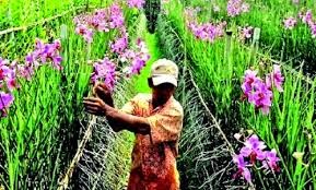 Cara Teknik Budidaya Tanaman Anggrek yang Benar