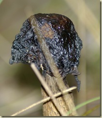 stinkhorn