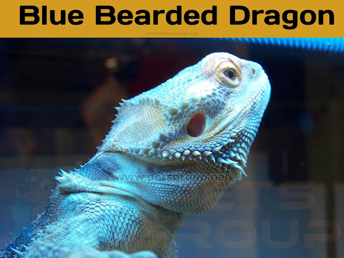 Blue Bearded Dragon