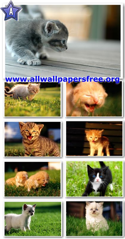 220 Beautiful Cats Widescreen Wallpapers 1920 X 1200