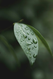 gotas de chuva em uma folha