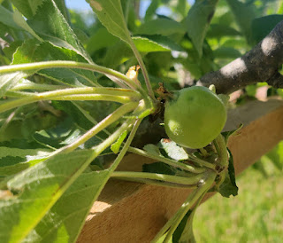 Apple growing on a tree