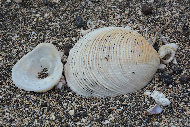 Urbina Bay Galapagos shell