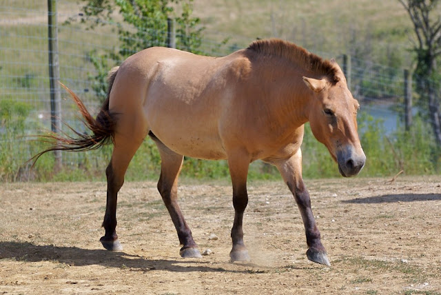 horse-wallpaper-riding