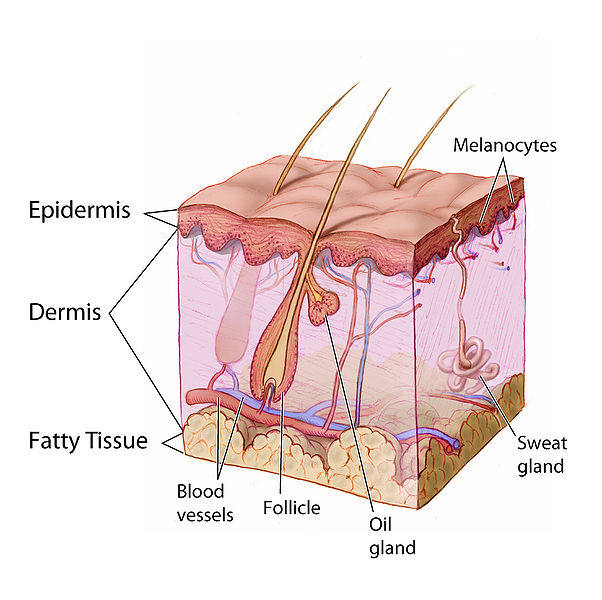 Skin Layers Diagram