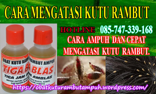 obat kutu rambut herbal