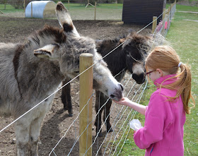 Tattershall Farm Park - A review - feeding a donkey